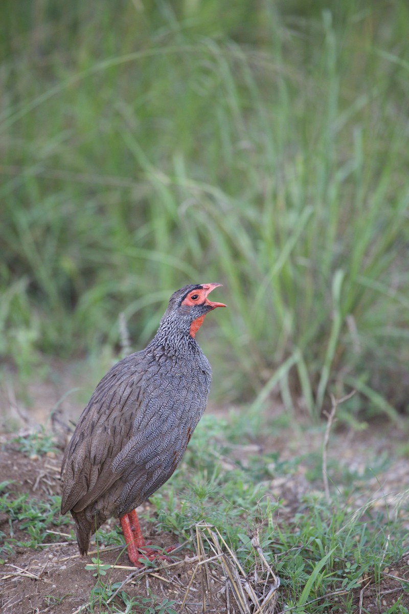 Red-necked Spurfowl - ML616824361
