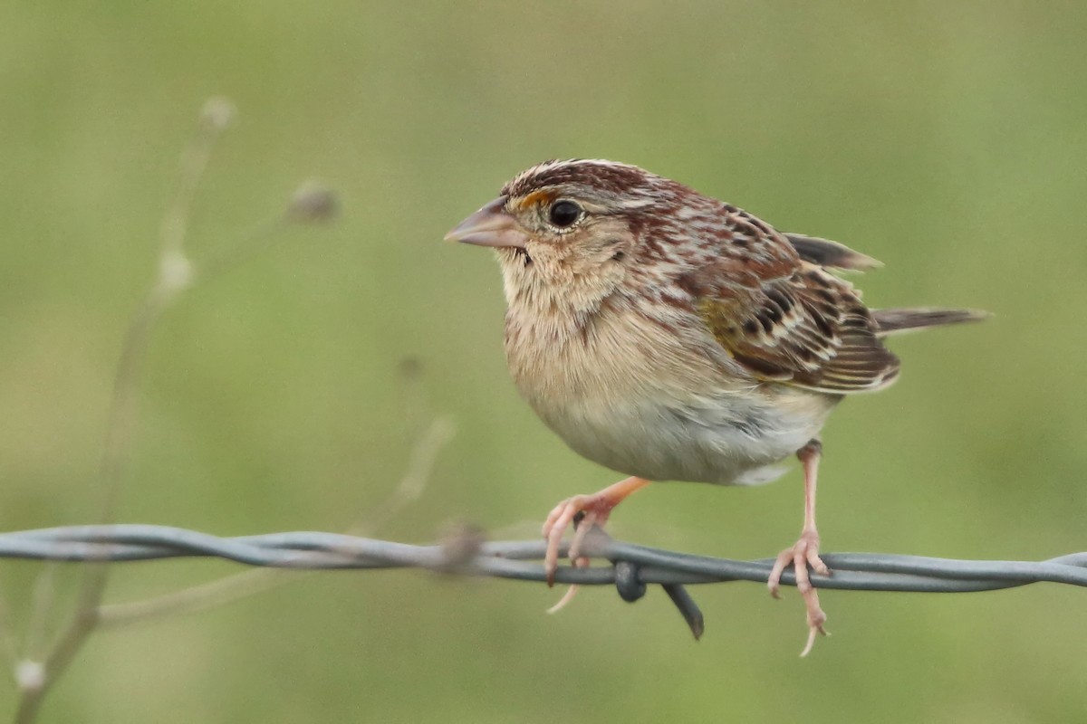 Grasshopper Sparrow - ML616824408
