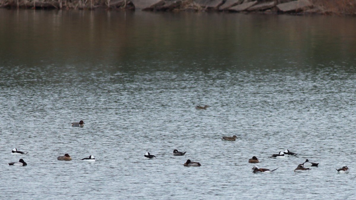 Long-tailed Duck - ML616824558