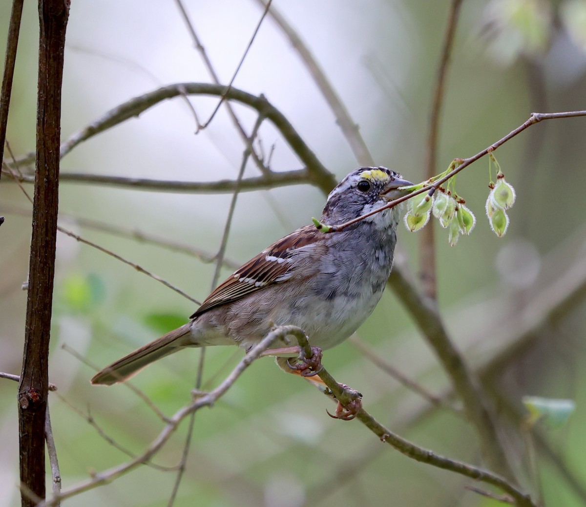 White-throated Sparrow - ML616824567
