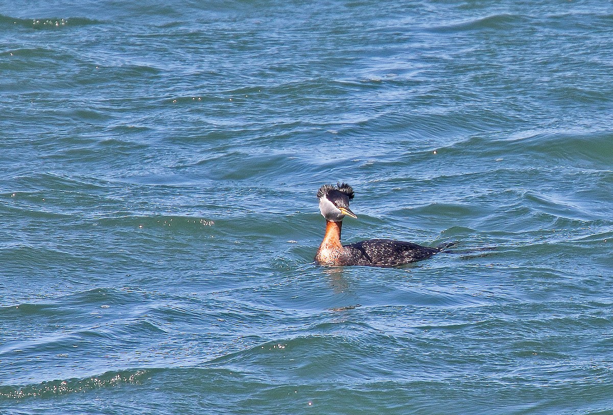 Red-necked Grebe - ML616824811