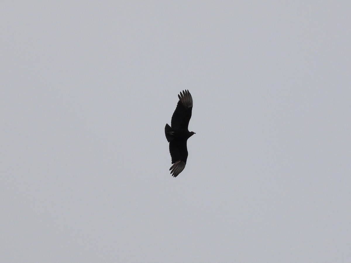 Black Vulture - ML616825020
