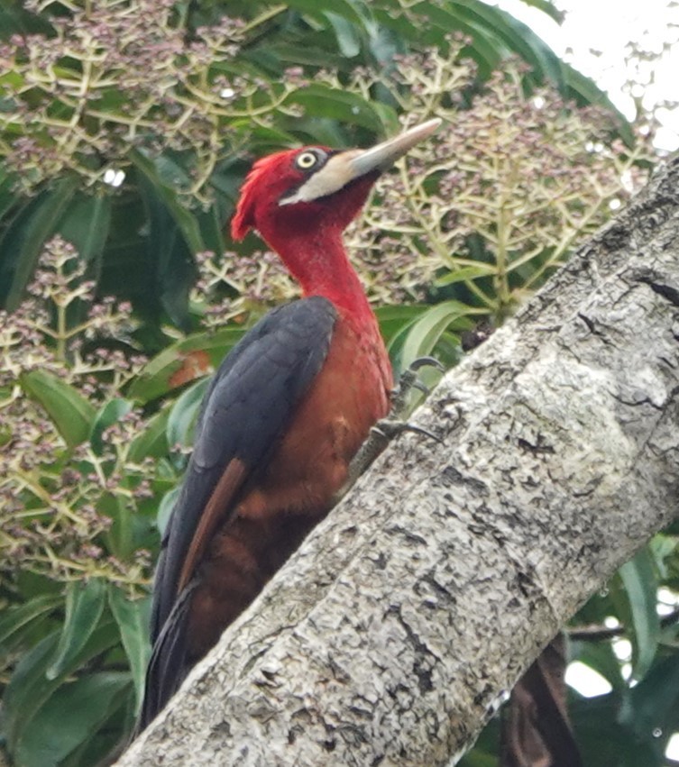 Red-necked Woodpecker - ML616825068