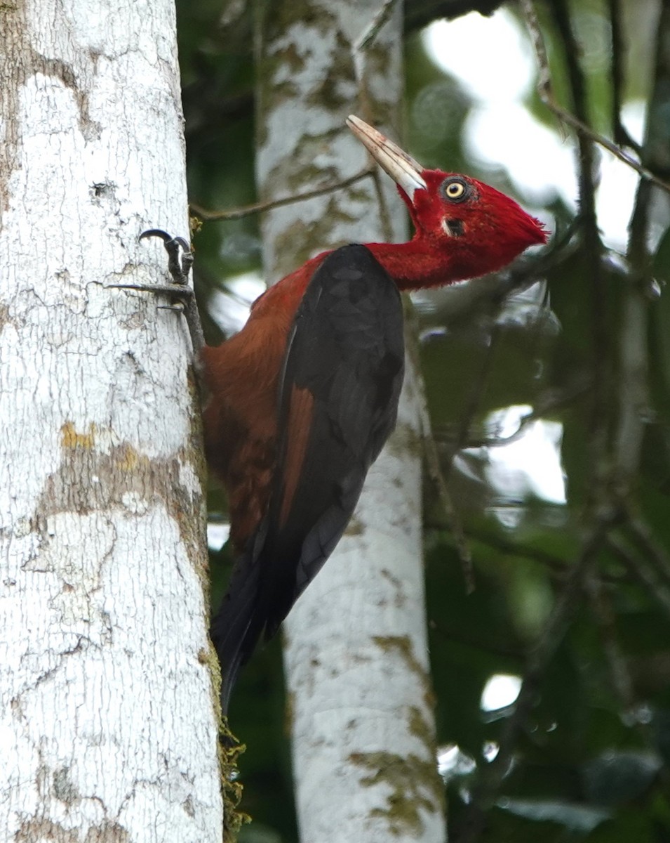Red-necked Woodpecker - ML616825069