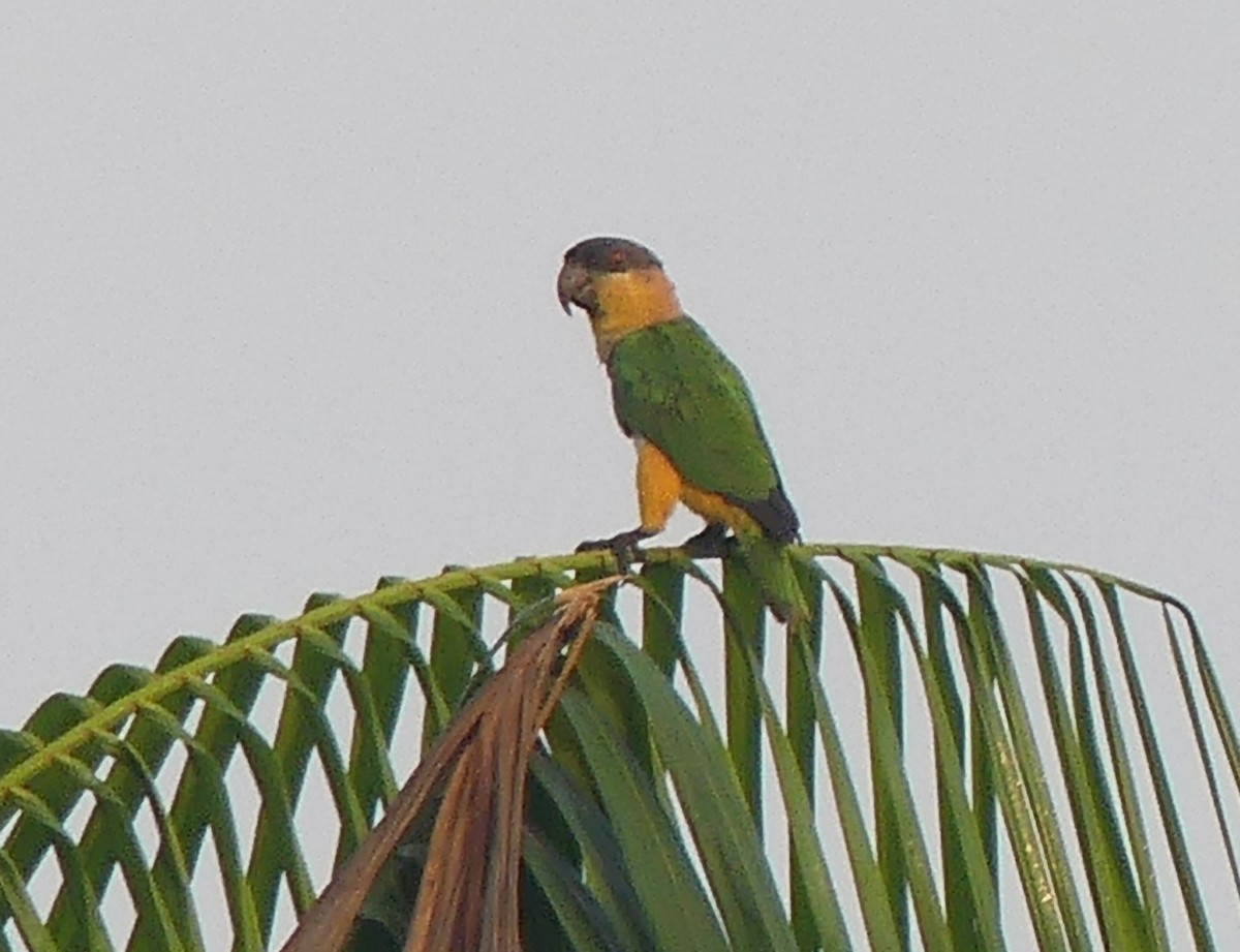 Black-headed Parrot - ML616825080
