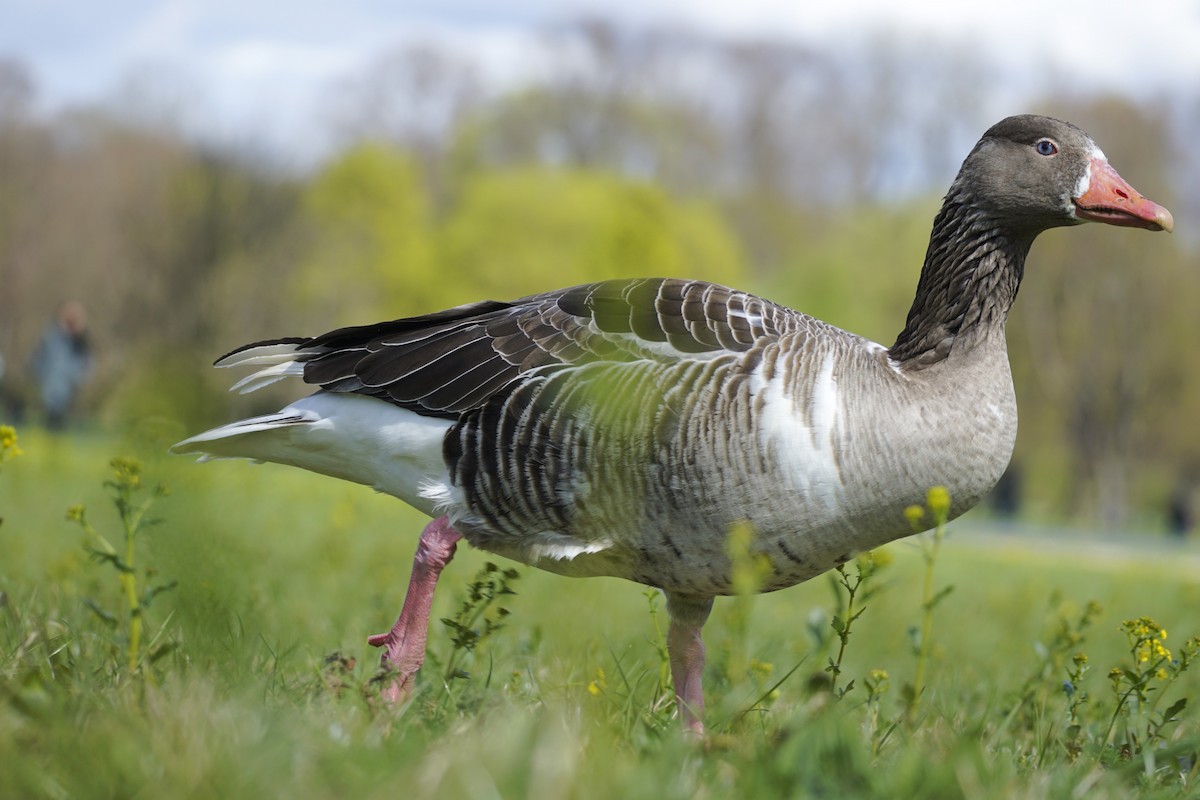 Graylag Goose (Domestic type) - ML616825145