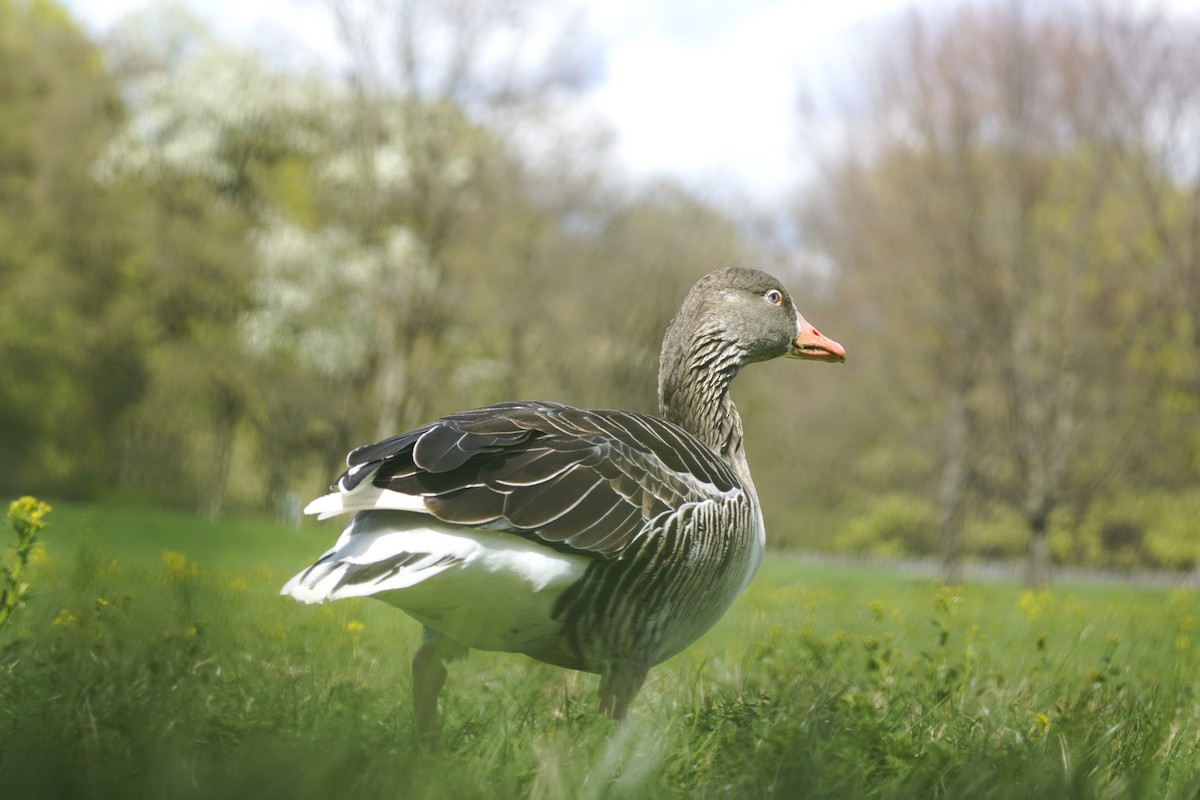 Graylag Goose (Domestic type) - ML616825151