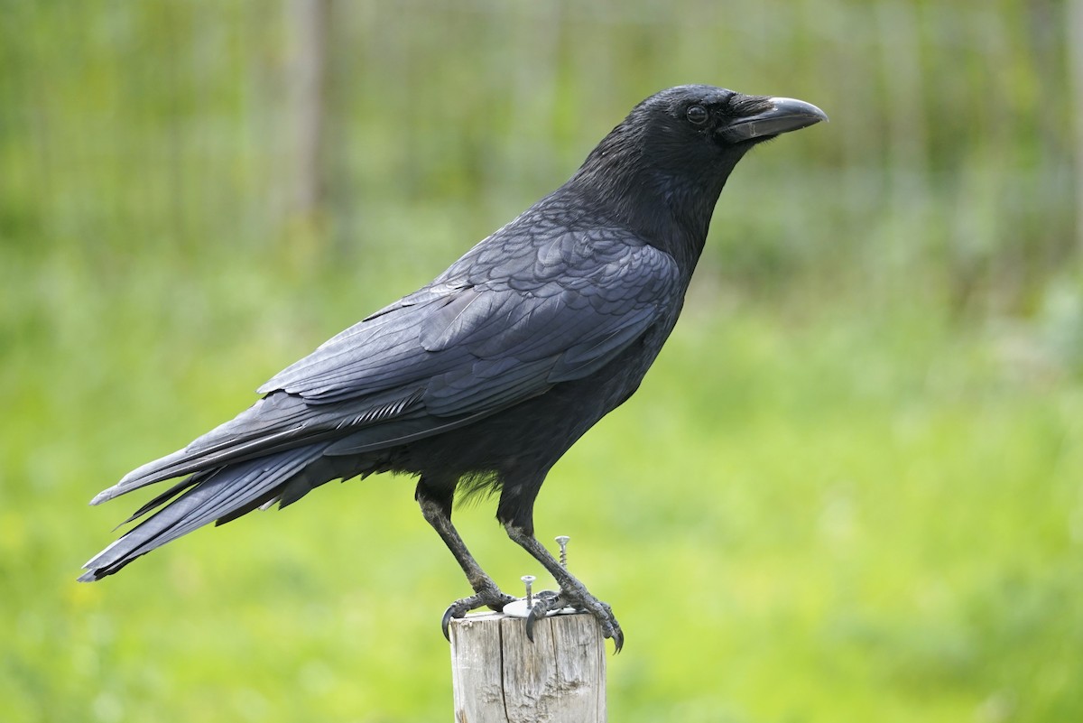 Carrion Crow - Wibke Friedrich