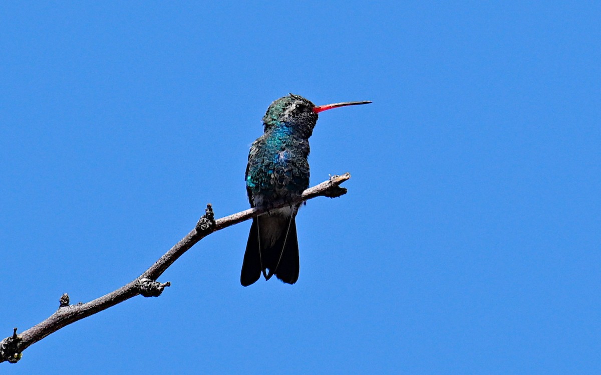 Broad-billed Hummingbird - Matthew Murphy