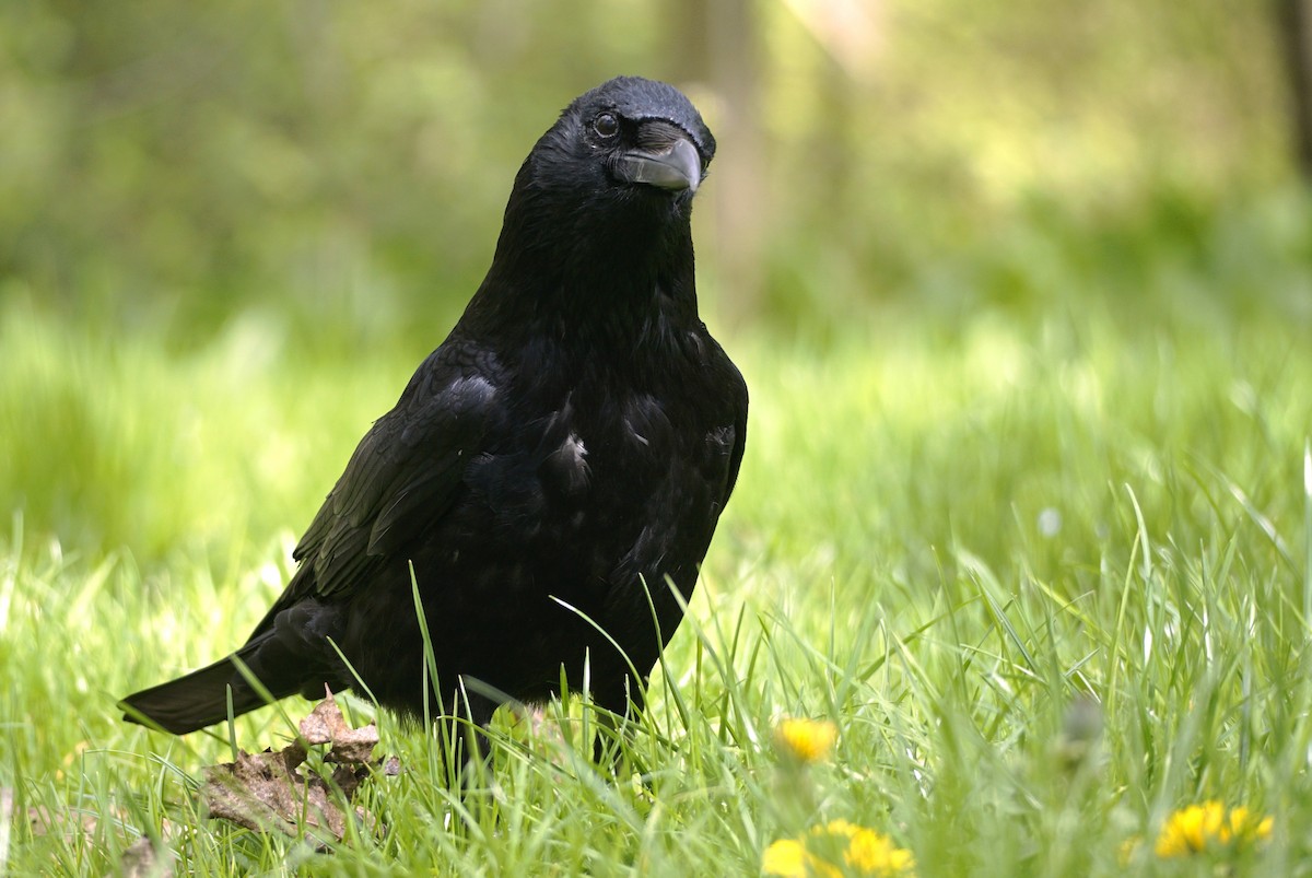 Carrion Crow - Wibke Friedrich