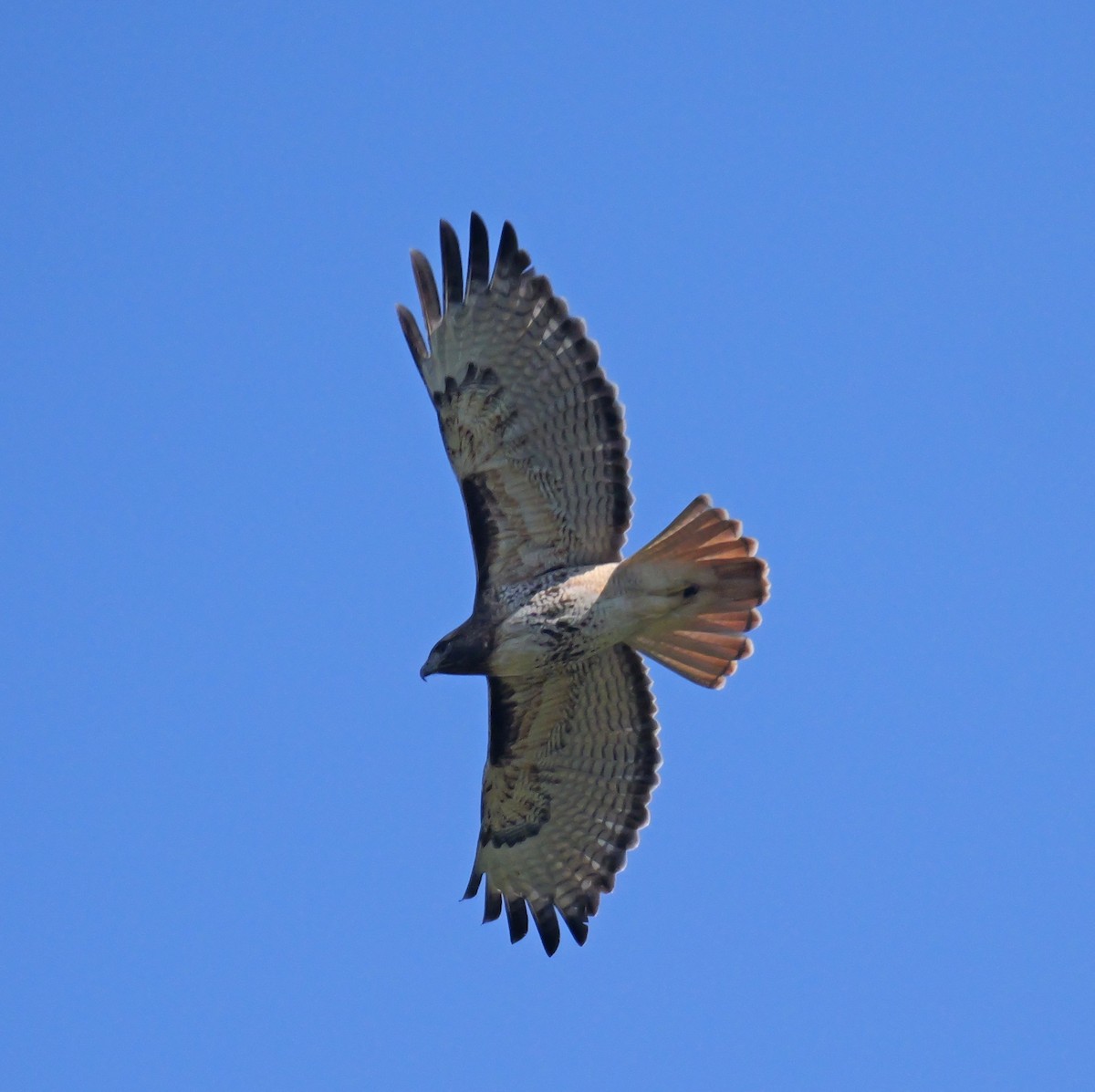 Red-tailed Hawk - ML616825295