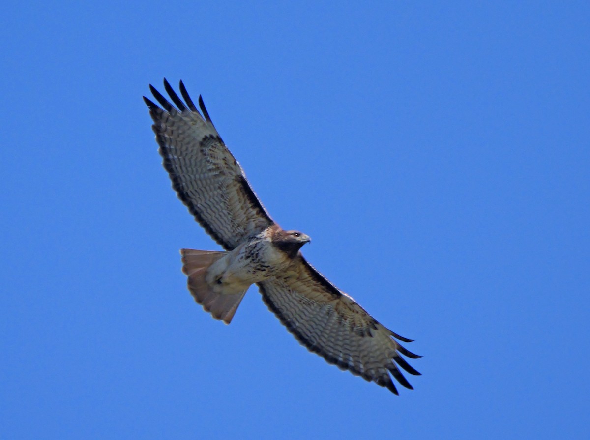 Red-tailed Hawk - ML616825296