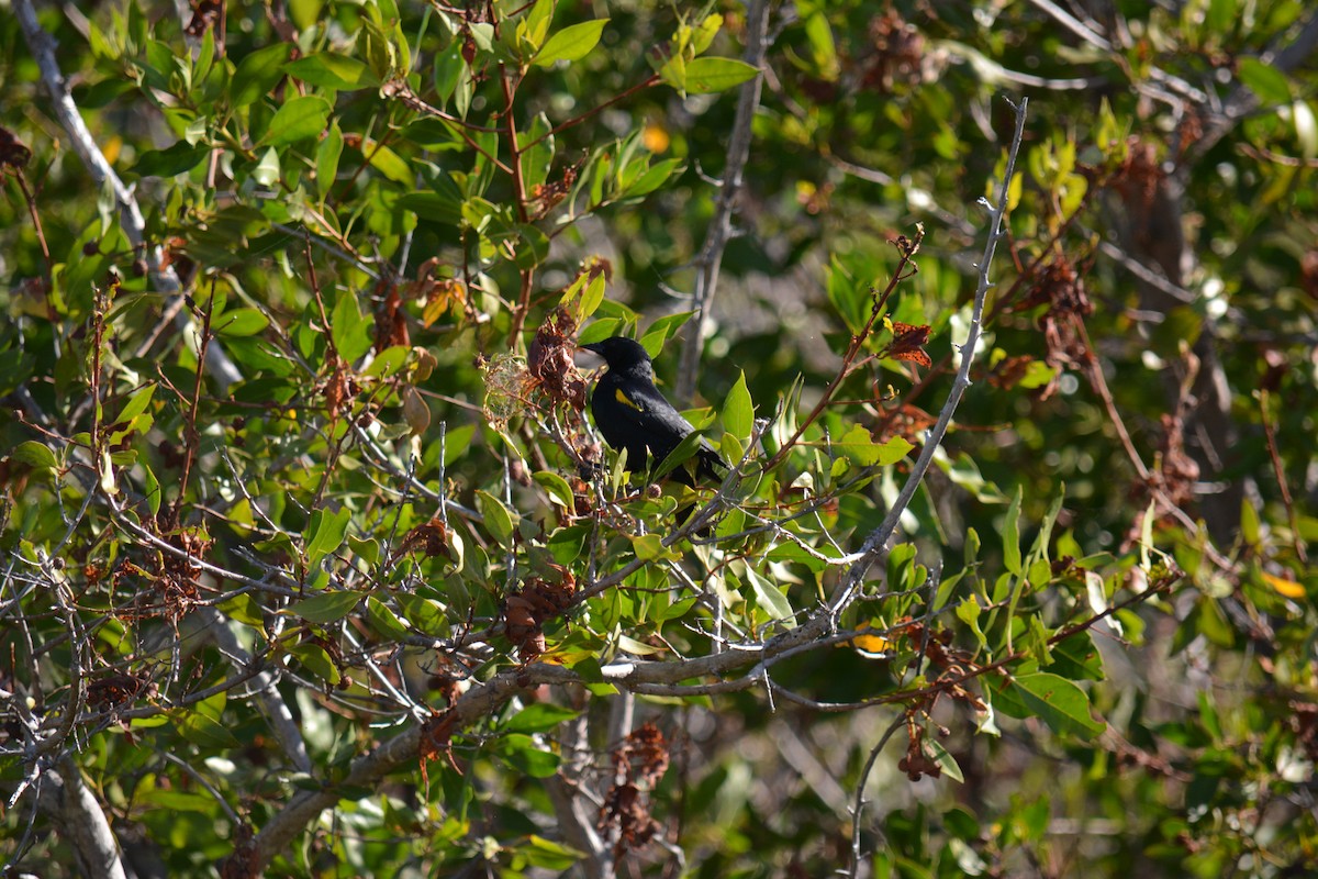 Yellow-shouldered Blackbird - ML616825310