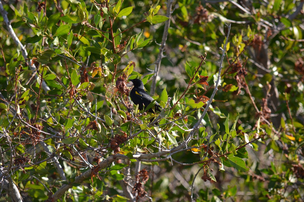 Yellow-shouldered Blackbird - ML616825311