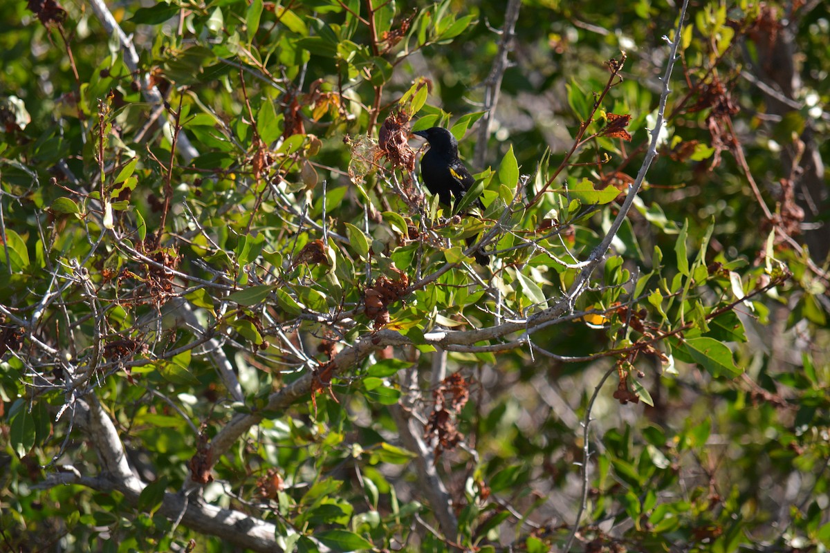 Yellow-shouldered Blackbird - ML616825313