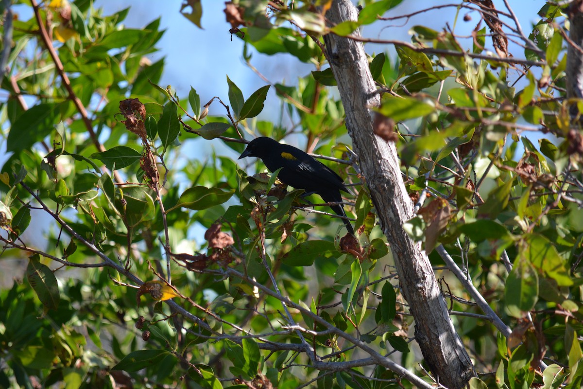Yellow-shouldered Blackbird - ML616825314