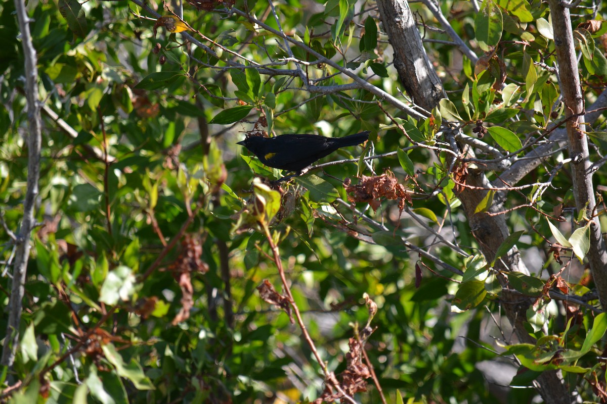 Yellow-shouldered Blackbird - ML616825316