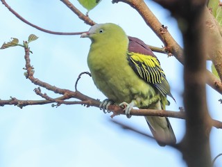  - Philippine Green-Pigeon