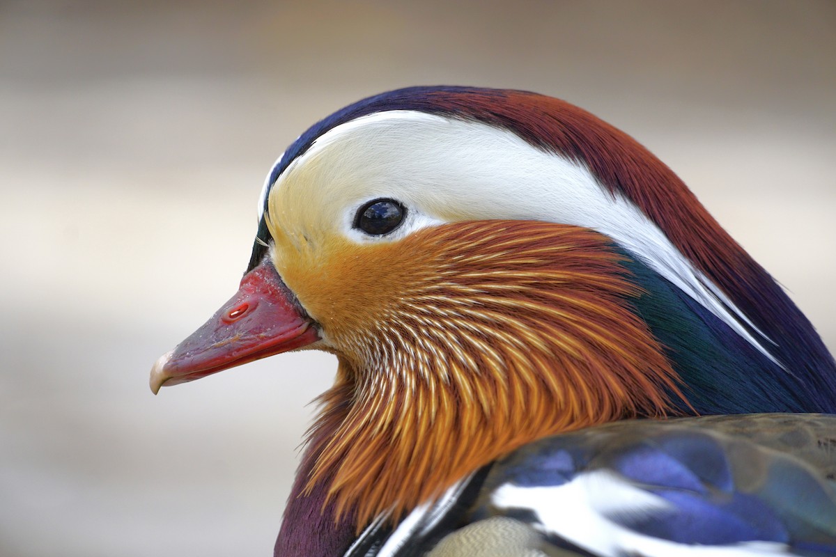 Mandarin Duck - Wibke Friedrich