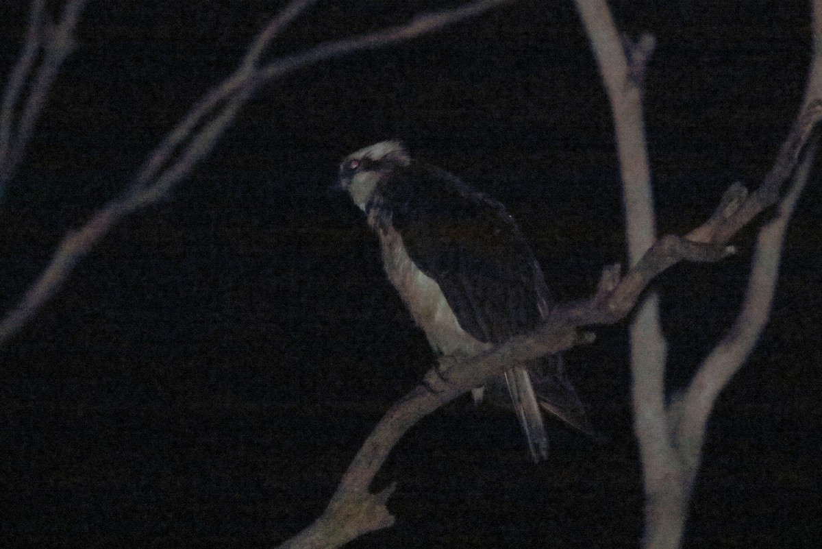 Águila Pescadora (Australia) - ML616825410