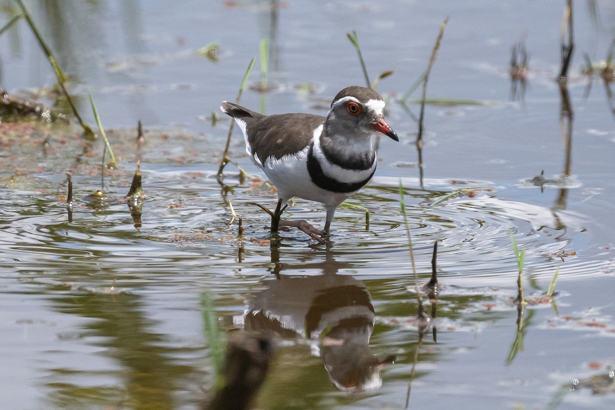 Three-banded Plover - ML616825590