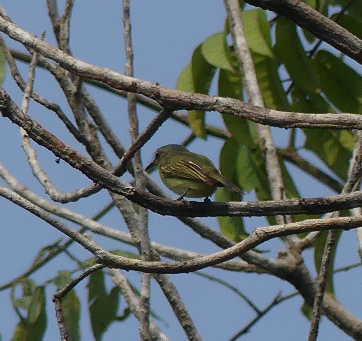 Gray-crowned Flatbill - ML616825592