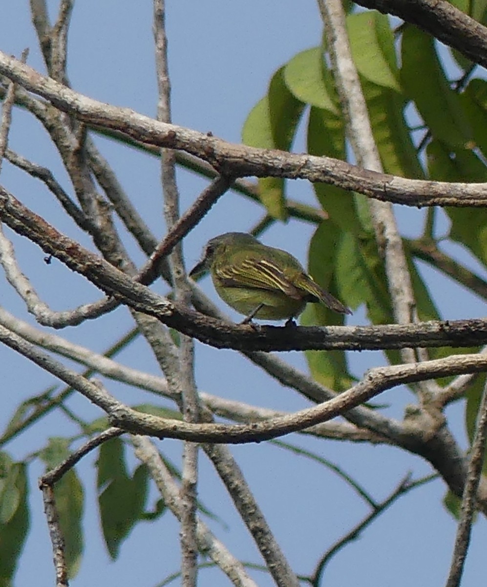 Gray-crowned Flatbill - ML616825593