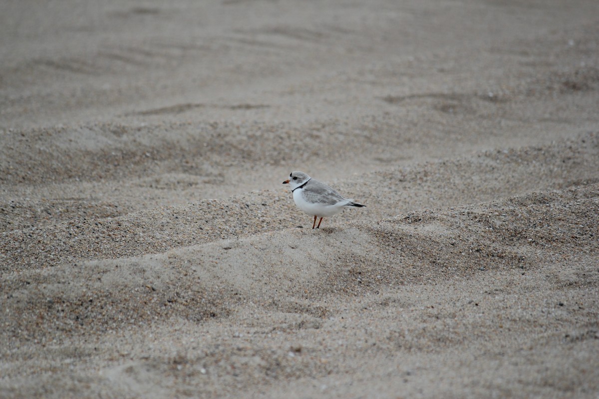 Piping Plover - ML616825607