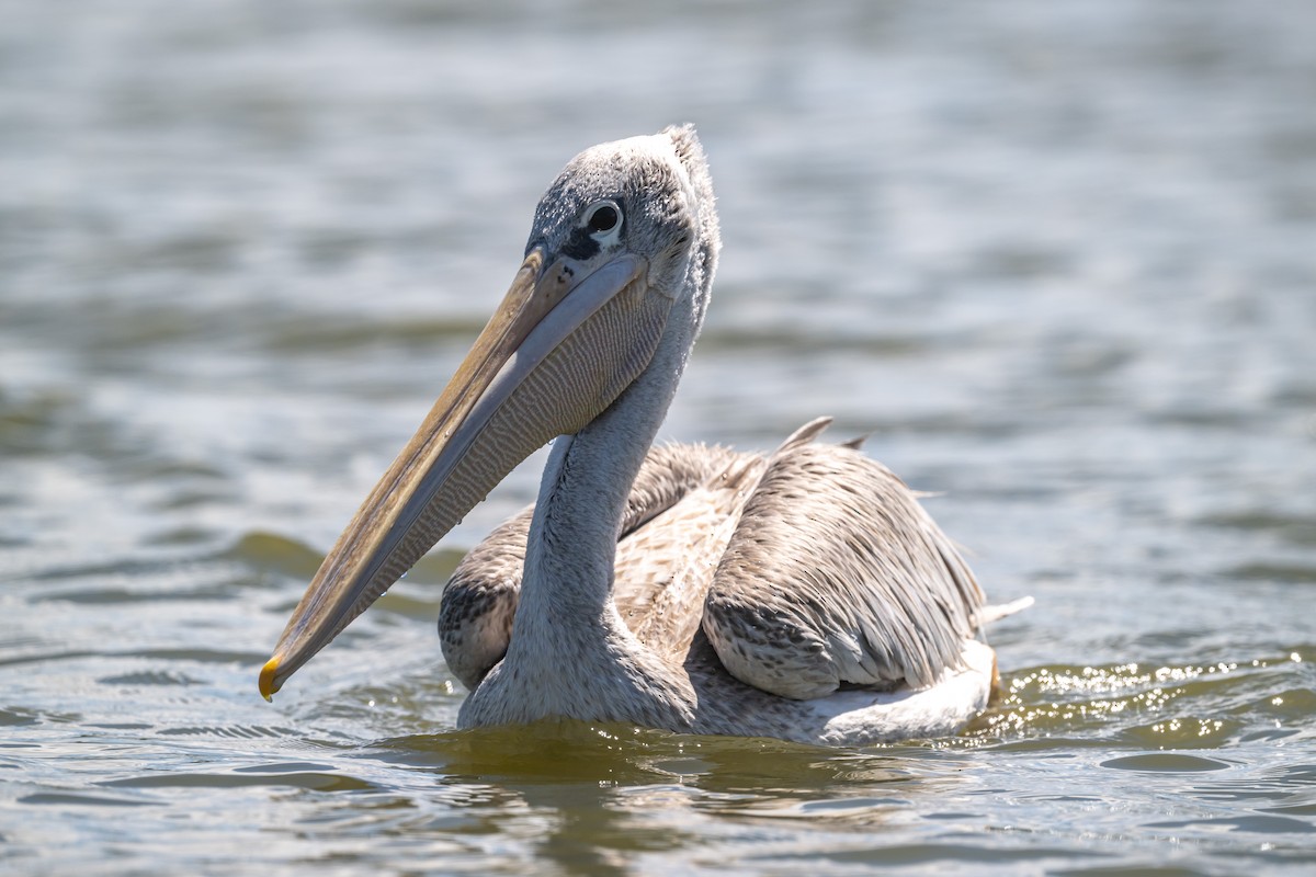 Pink-backed Pelican - ML616825609