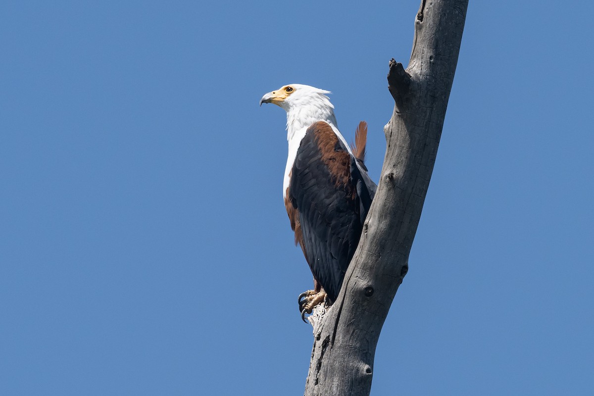 African Fish-Eagle - ML616825647