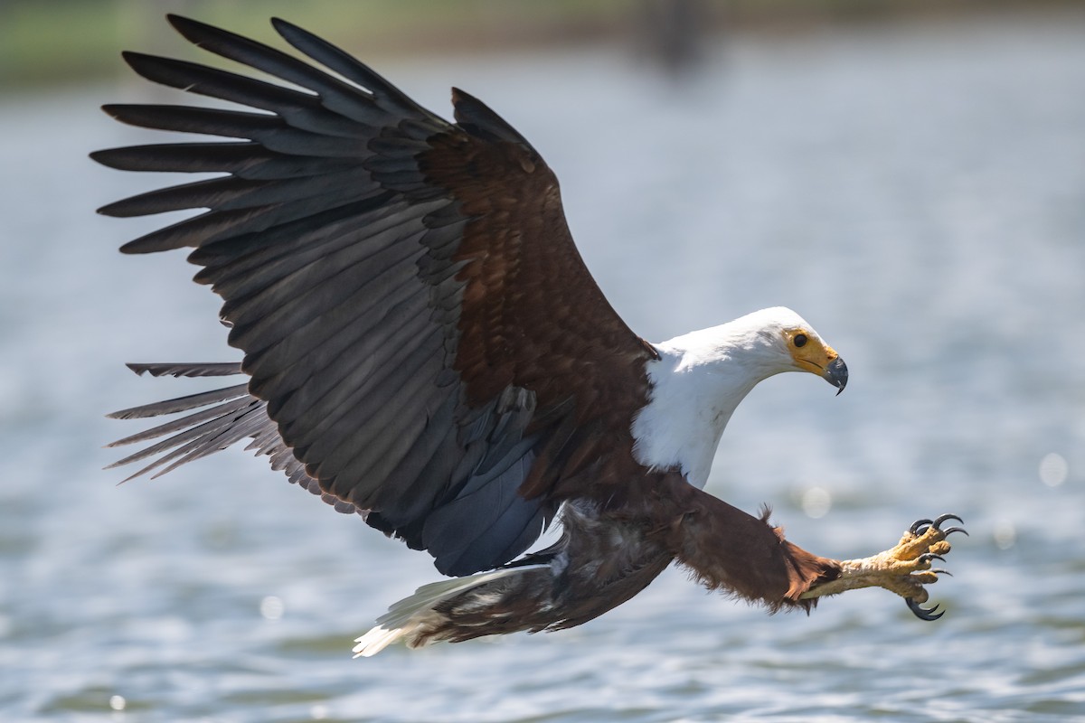 African Fish-Eagle - ML616825654