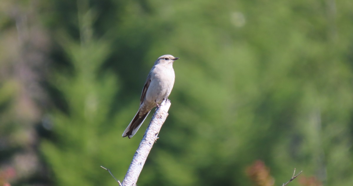 Townsend's Solitaire - ML616825669