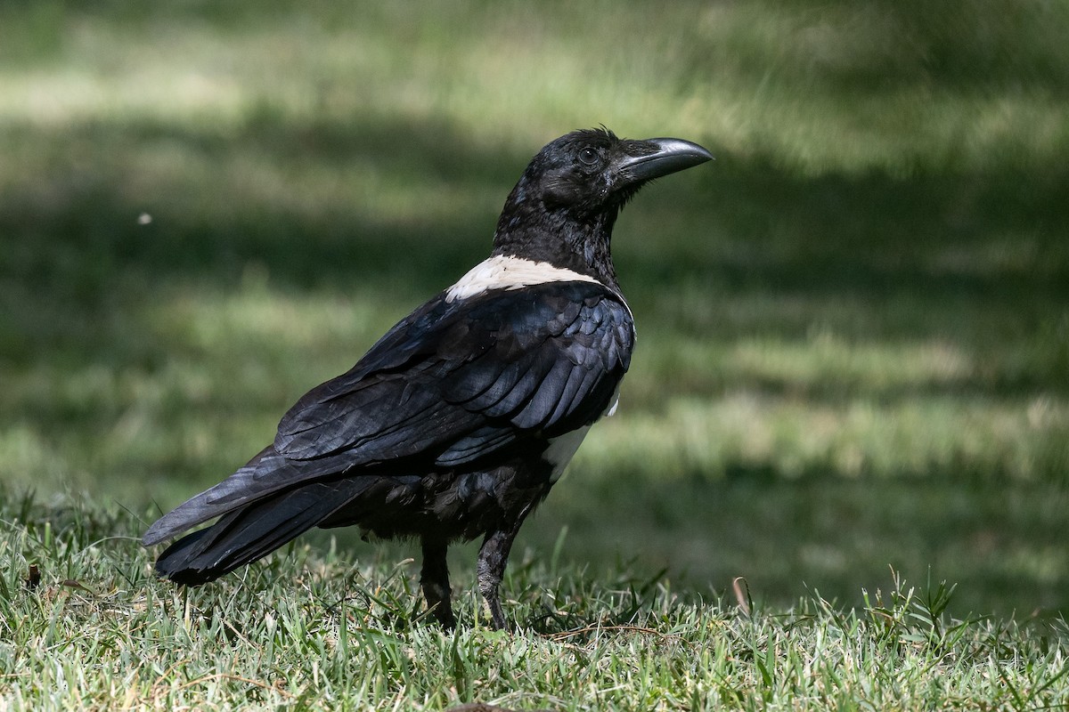Pied Crow - ML616825691