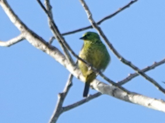 Yellow-bellied Tanager - ML616825700