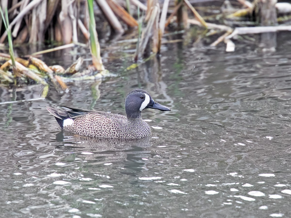 Blue-winged Teal - ML616825718