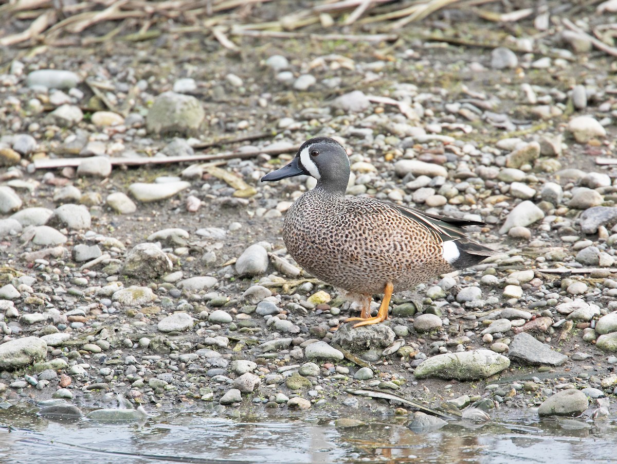 Blue-winged Teal - ML616825832