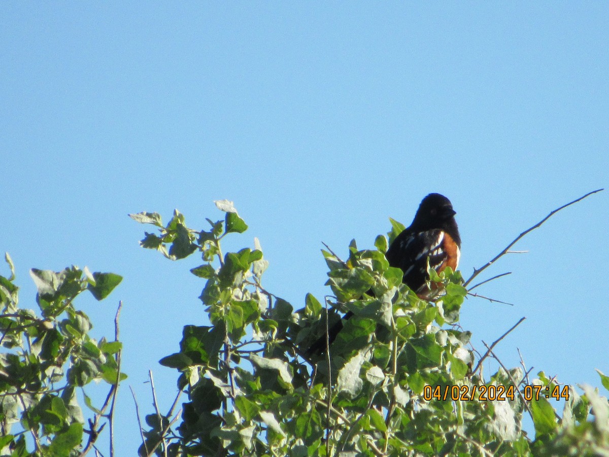 Spotted Towhee - ML616825888