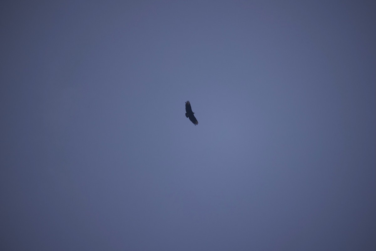 Black Vulture - ML616825925