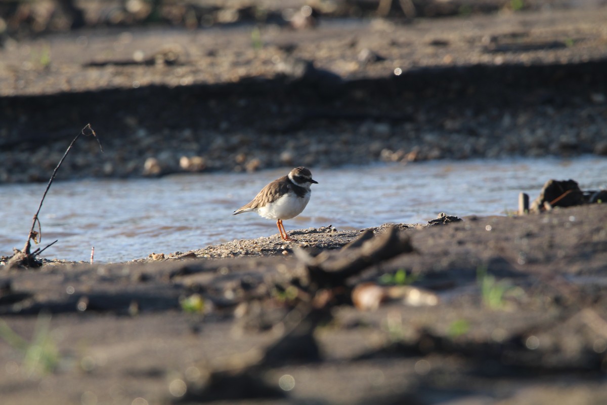 Common Ringed Plover - ML616825947