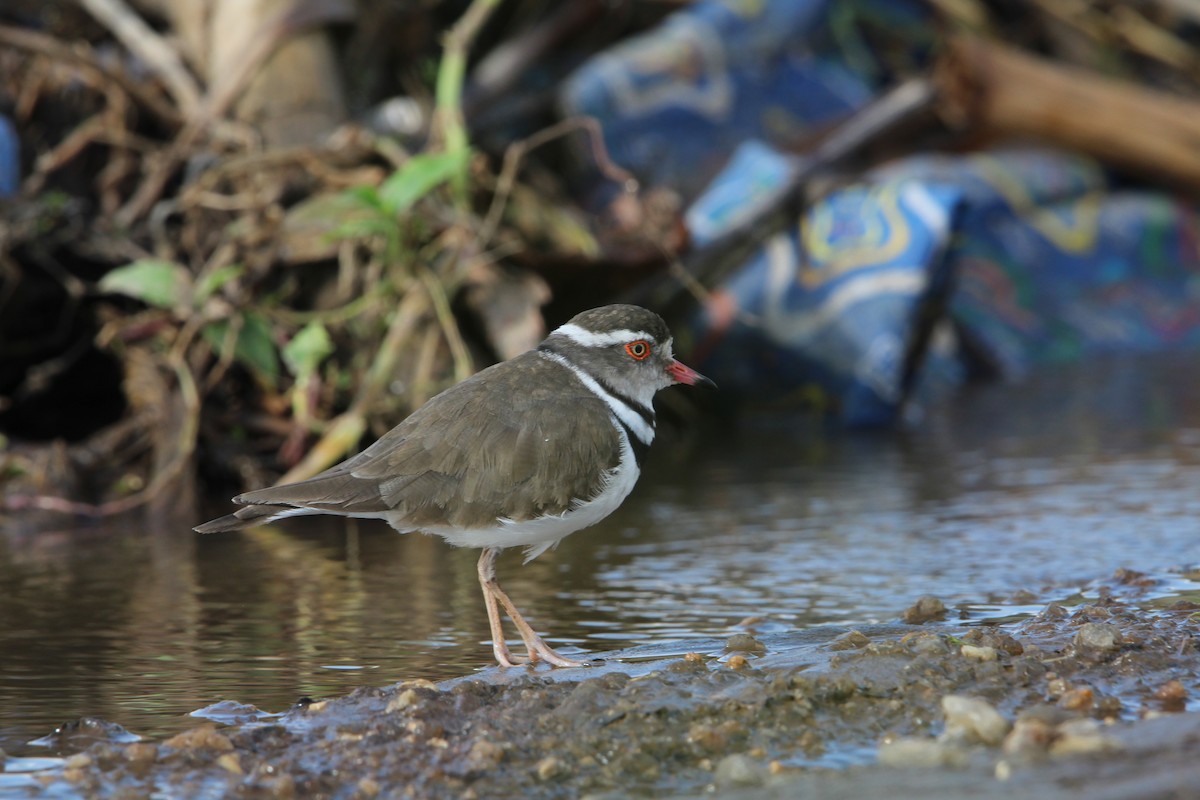 Three-banded Plover - ML616825967