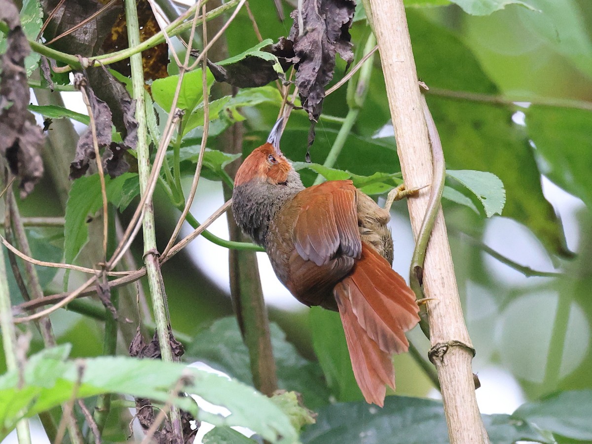 Red-faced Spinetail - ML616825976