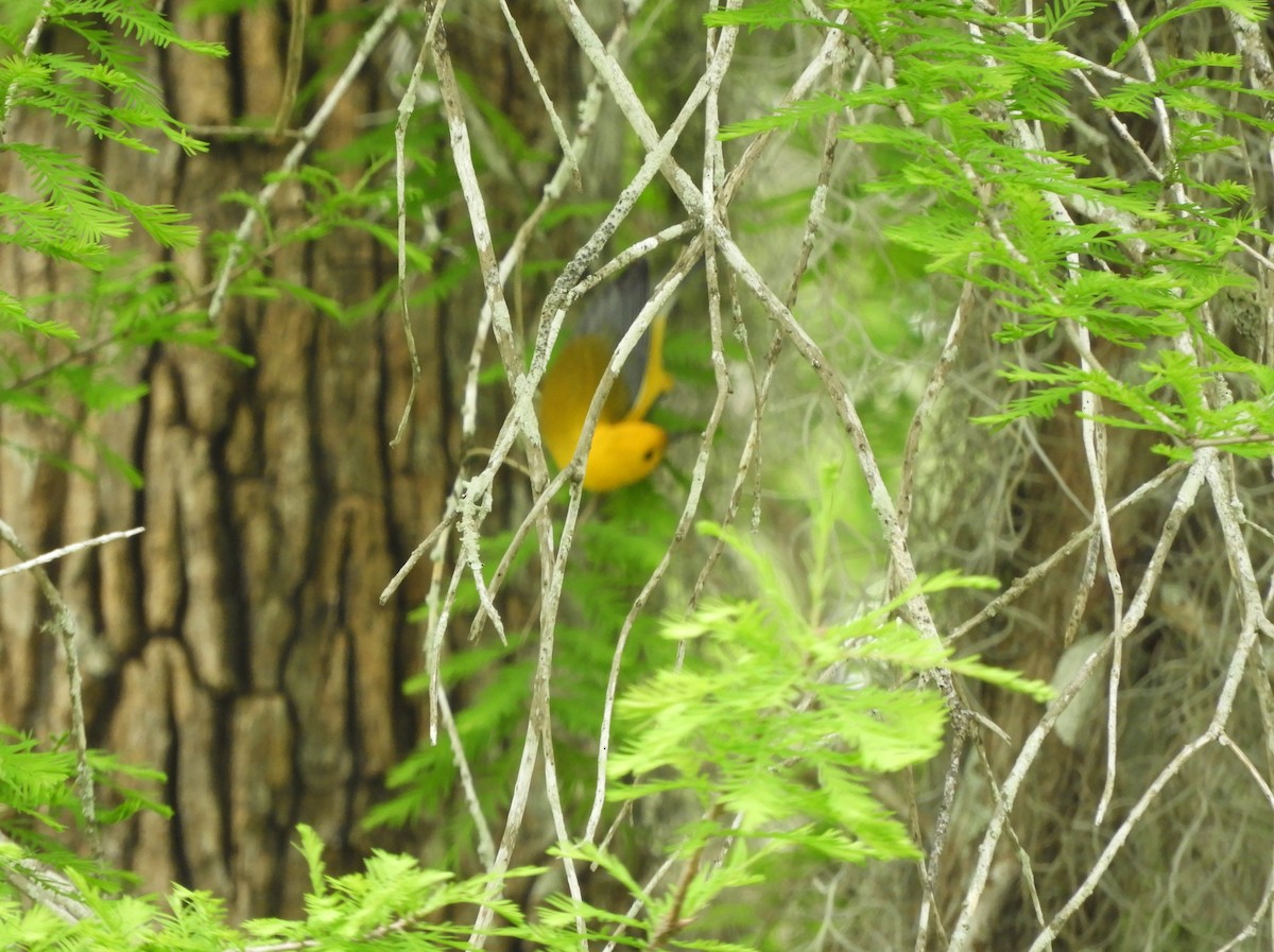 Prothonotary Warbler - bill finney