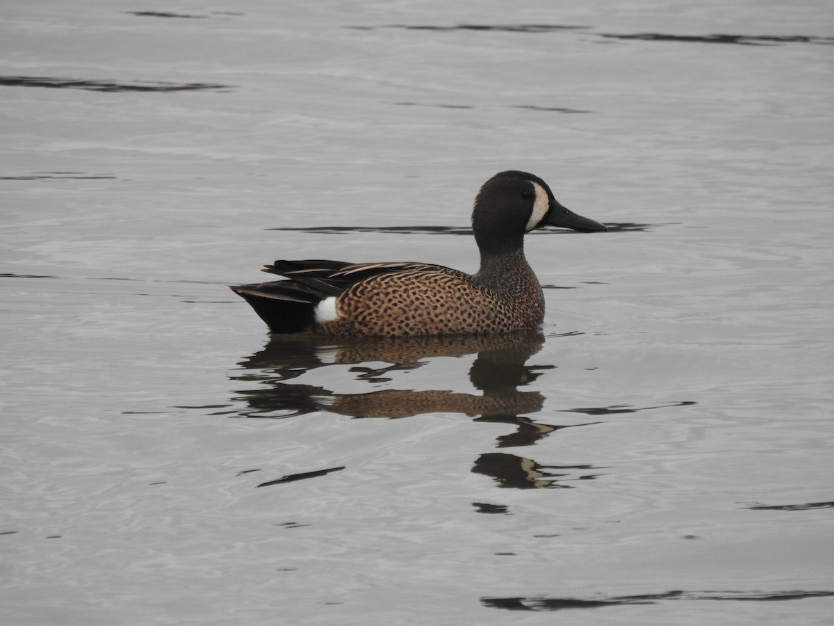 Blue-winged Teal - ML616826027