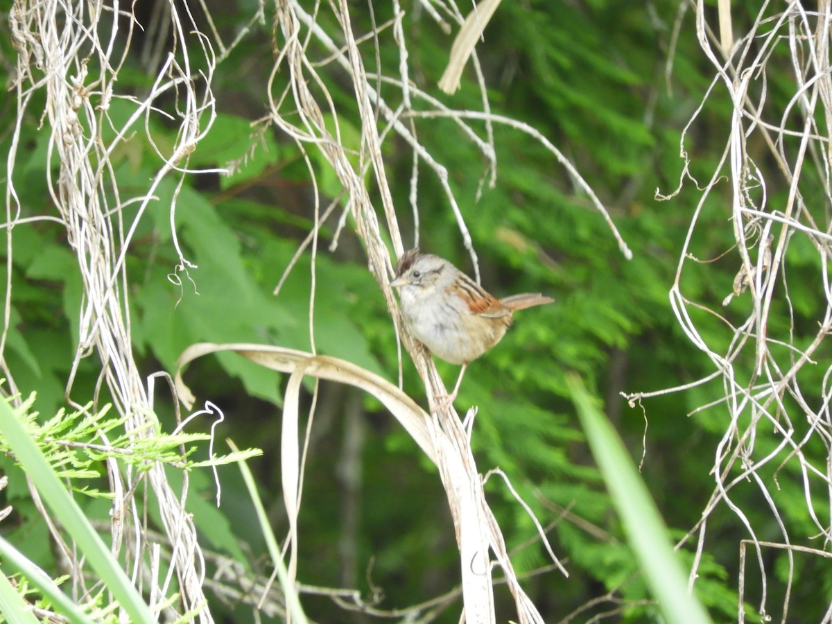 Swamp Sparrow - ML616826033