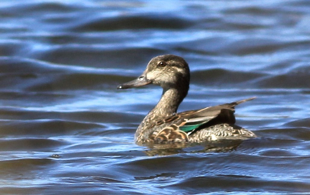 Green-winged Teal - ML616826051