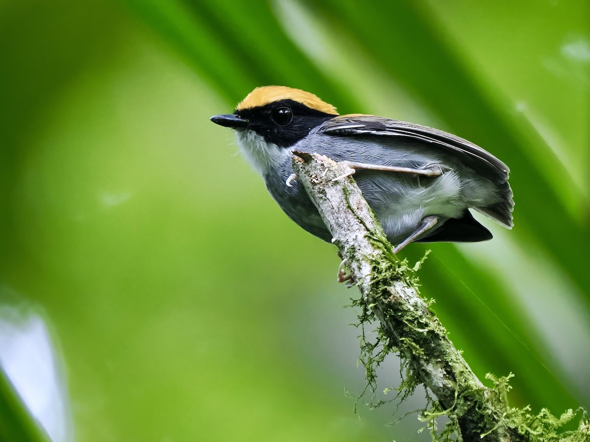 Black-cheeked Gnateater - Gabriel Willow