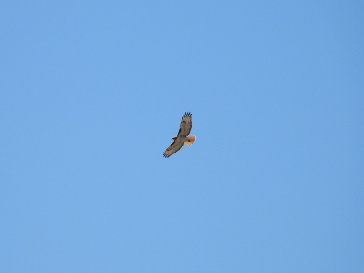 Red-tailed Hawk - ML616826142