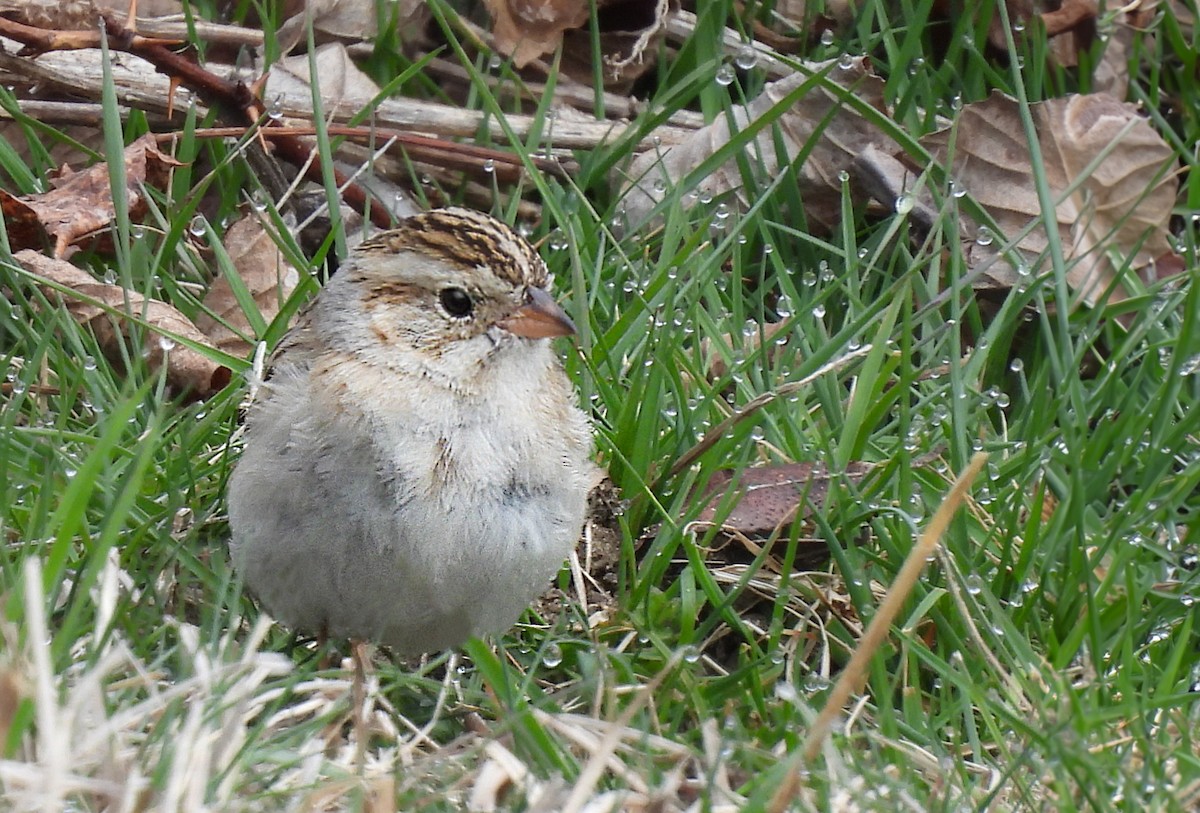 Clay-colored Sparrow - ML616826168