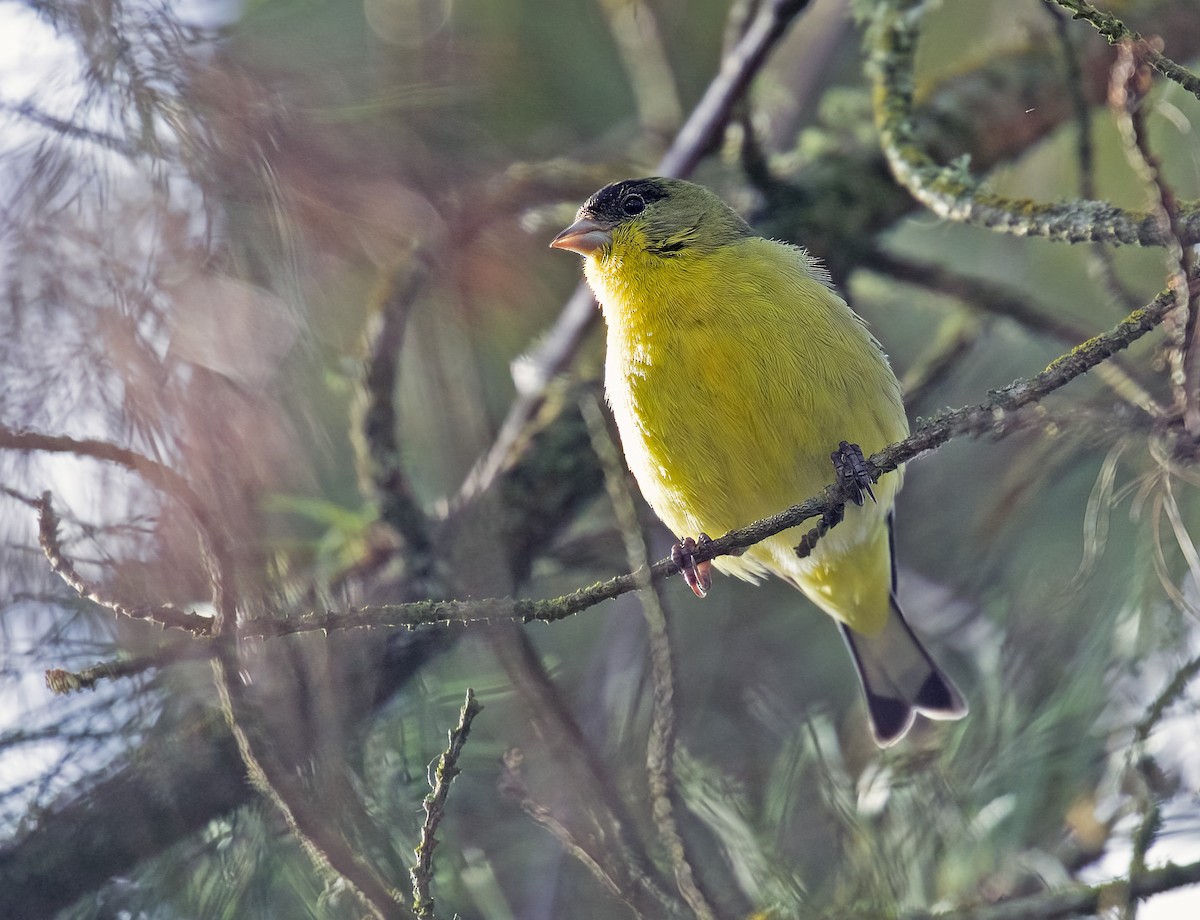 Lesser Goldfinch - Mary Bucy
