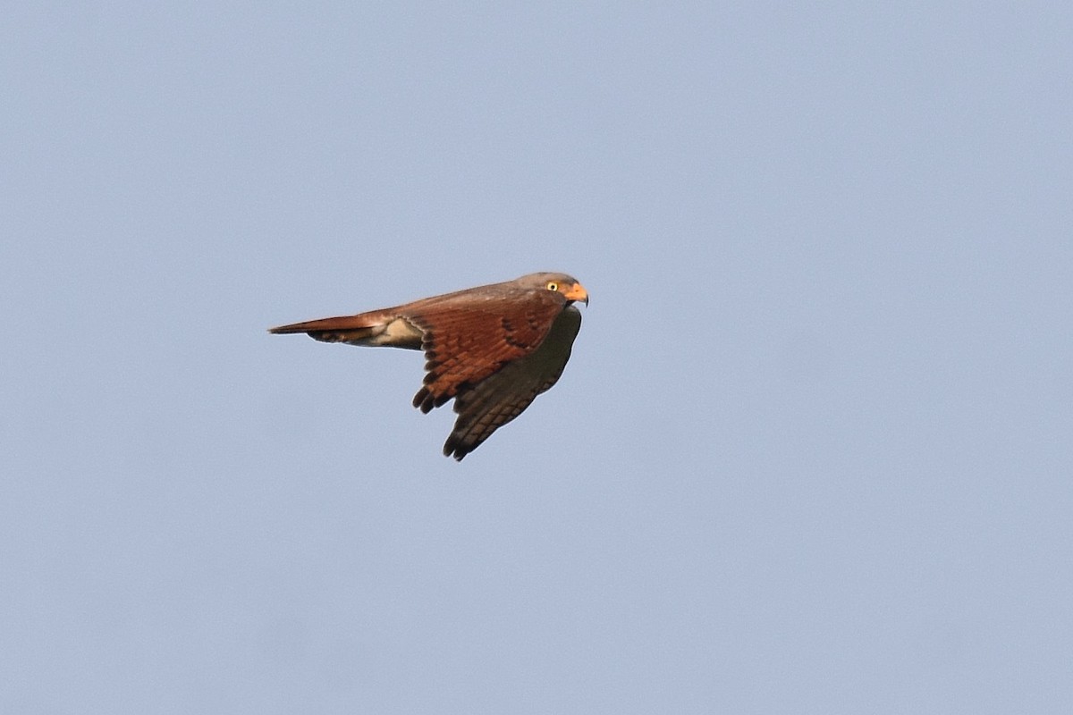Rufous-winged Buzzard - ML616826181